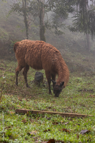 Lhamas soltas na natureza pastando  photo