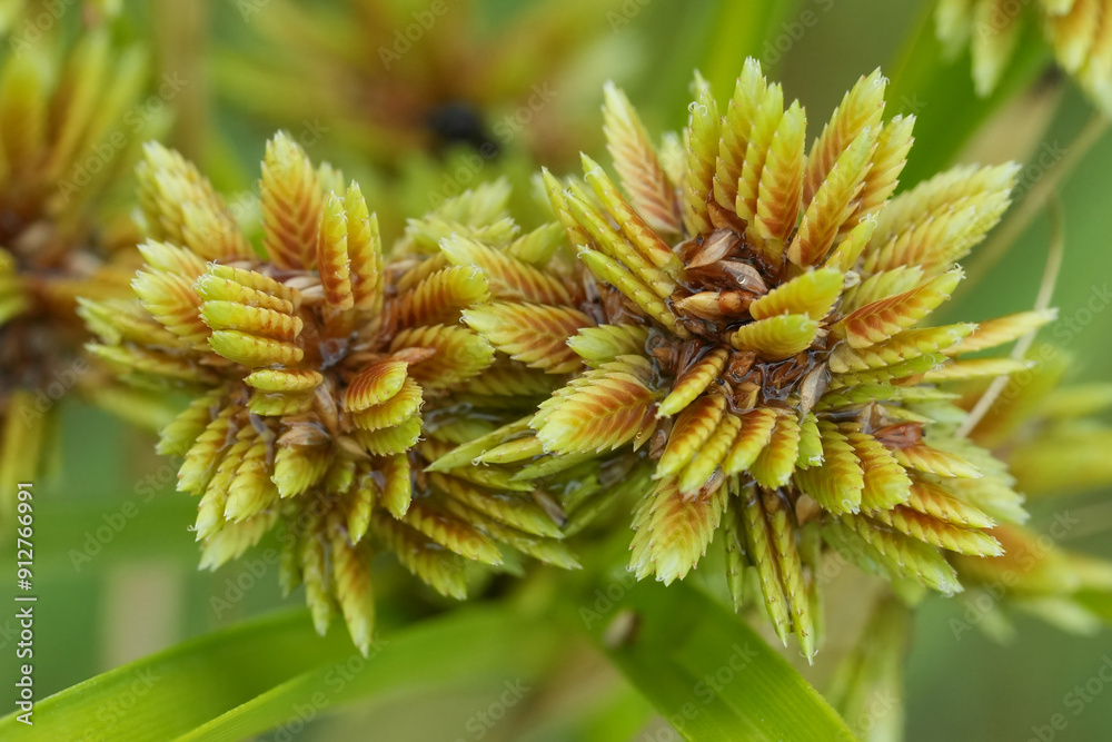 Detailed closeup on the unripe seedboxes of the tall flatsedge or nutgrass, Cyperus eragrostis Detailed closeup on the unripe seedboxes of the tall flatsedge or nutgrass, Cyperus eragrostis