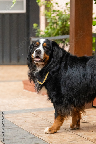 Bernese - Boiadeiro De Berna photo