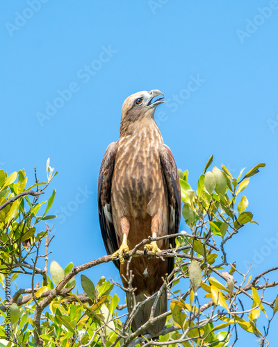 white tailed eagle