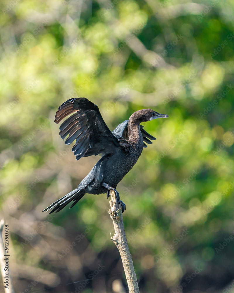 Fototapeta premium heron