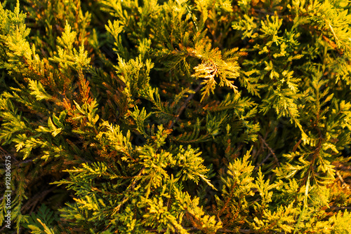
Close up of a juniper bush. Background of green juniper branches, dark cyan juniper bush close-up, background for banner close-up, sustainable development.
