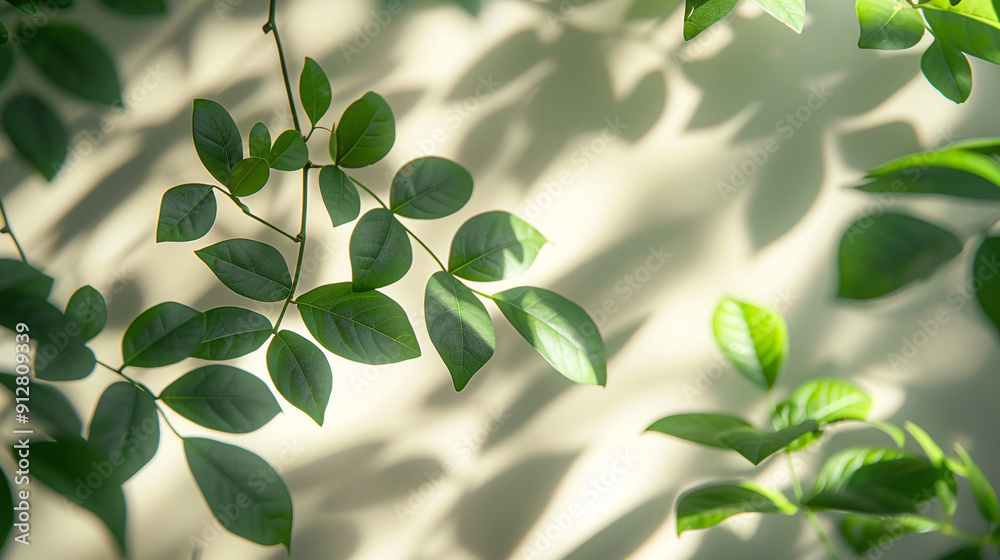Obraz premium Shadows of leaves on the wall, sunlight from the side casts shadows on the leaves on a white wall background.