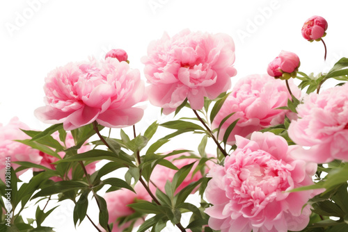 Wallpaper Mural PNG Vibrant pink peony blossoms Torontodigital.ca