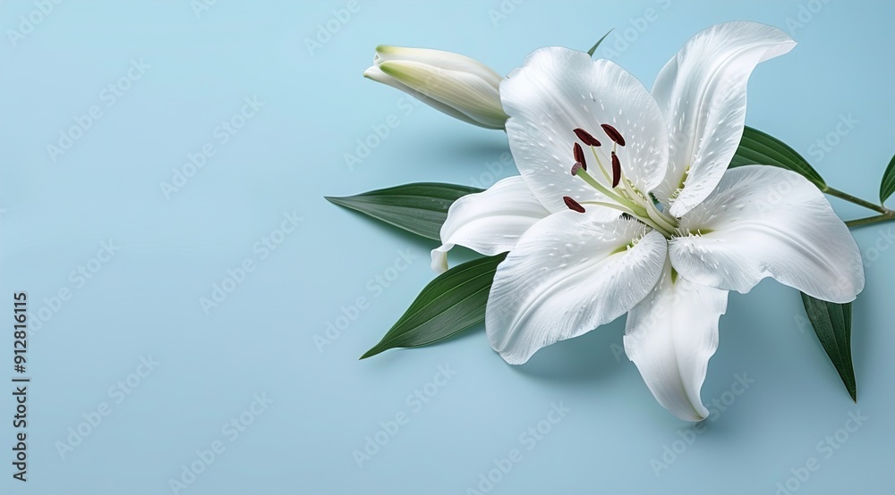 lily of the valley lily of the valley