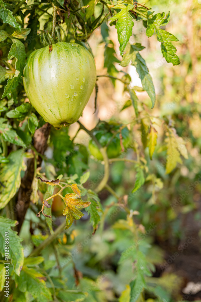 organically grown green tomato ripening on the plant freshly watered organically grown green tomato ripening on the plant freshly watered