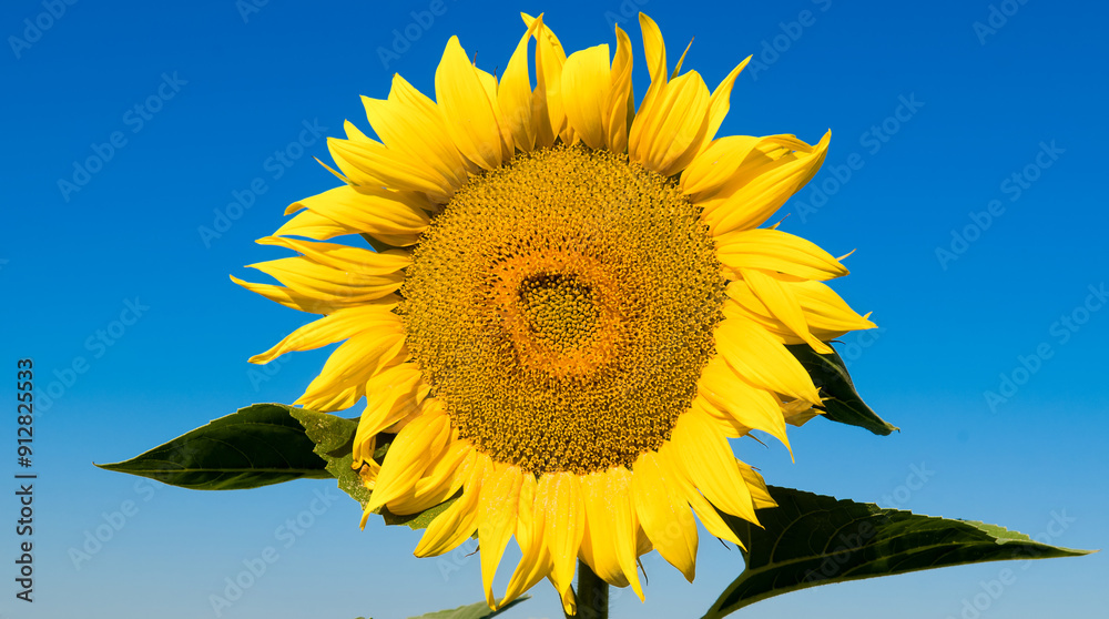 Sunflower flower and blue sky. Wide photo. Sunflower flower and blue sky. Wide photo.