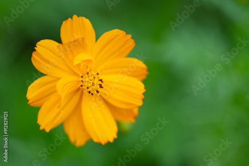 Summer cosmos flower portrait