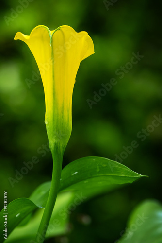 Calla lilly close up