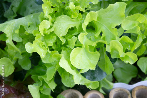 Organic salad vegetables that are safe and free of chemicals