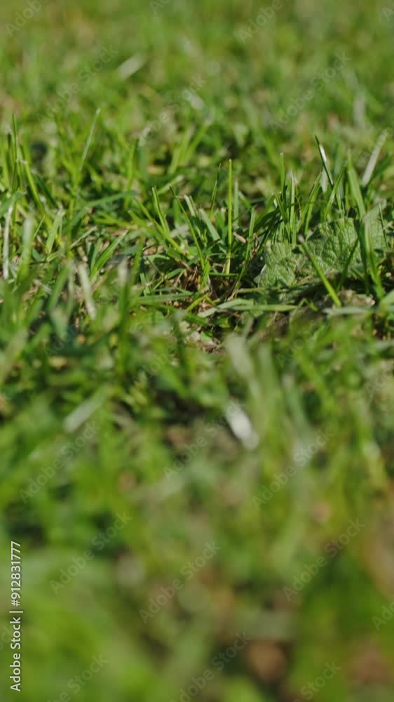 Vertical Video. Extreme Close-Up green grass, super slow motion camera motion. Greenery texture. Natural abstract backgrounds, sports field. Vertical Video. Extreme Close-Up green grass, super slow motion camera motion. Greenery texture. Natural abstract backgrounds, sports field.