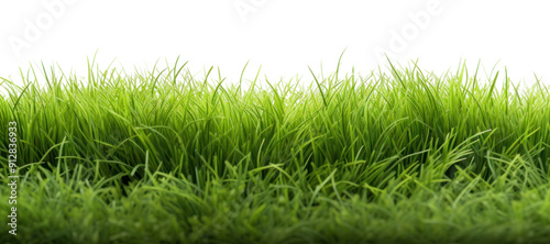 PNG Lush green grass field landscape