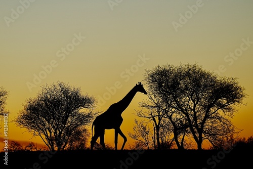 Giraffe sunset at Mount Etjo Lodge, Namibia