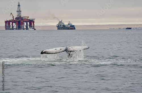 Humpback whale's fin, Walfish