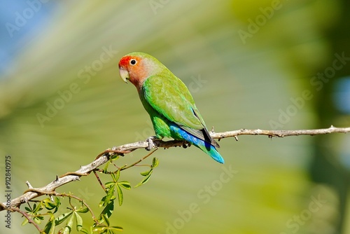 Peach faced lovebird, Namibia