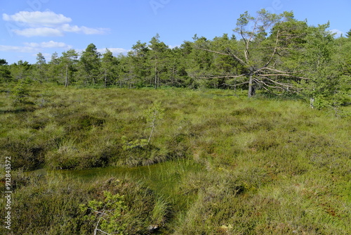 Das Naturschutzgebiet "Schwarzes Moor" im Abendlicht, Biosphärenreservat Rhön, Unterfranken, Franken, Bayern, Deutschland