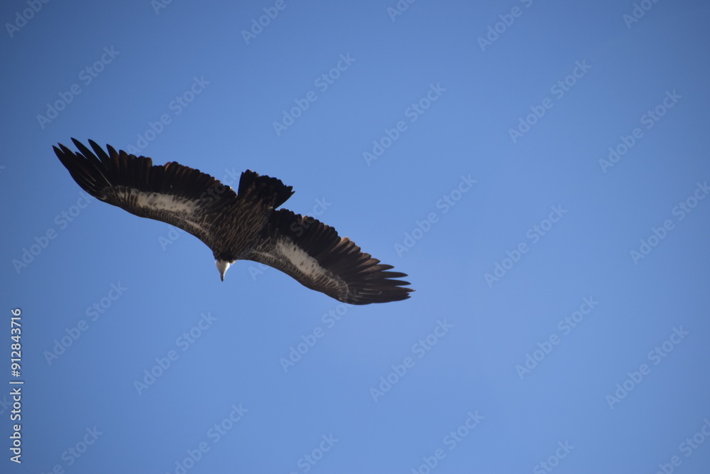 Fototapeta premium A Nepalese mountain eagle in the Himalayas