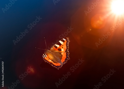 Schmetterling im Sonnenstrahl vor dunklem Hintergrund