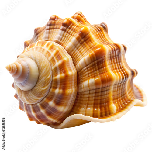 seashell isolated