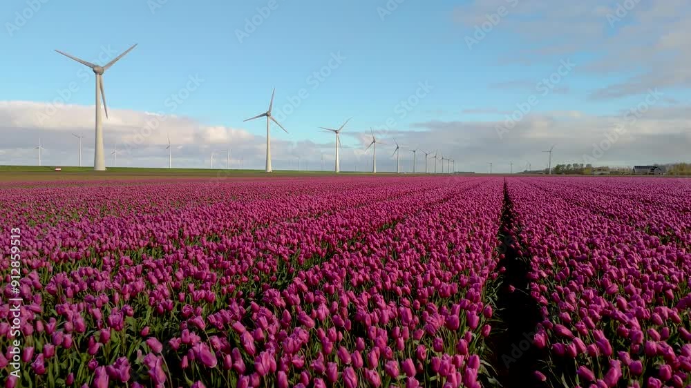 The colorful tulip fields and iconic windmills of the Netherlands symbolize the shift towards green energy and sustainability, promoting a brighter future for humanity and our planet The colorful tulip fields and iconic windmills of the Netherlands symbolize the shift towards green energy and sustainability, promoting a brighter future for humanity and our planet