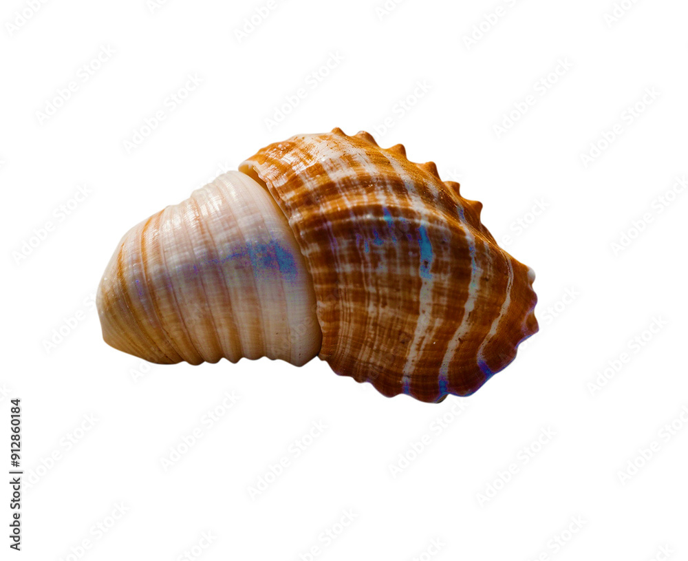 sea shell isolated on white with PNG transparent background