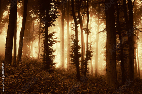 autumn sunset in fantasy fo...