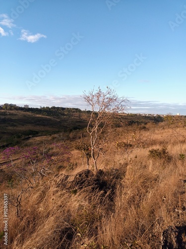 Landscape of the Brazilian cerrado