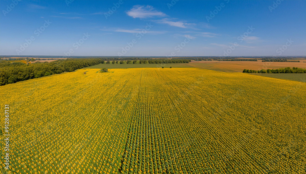 An impressive aerial view of vibrant sunflower fields in full bloom, creating a stunning yellow sea that stretches to the horizon. An impressive aerial view of vibrant sunflower fields in full bloom, creating a stunning yellow sea that stretches to the horizon.