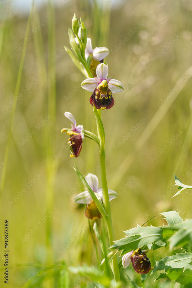 Hummel-Ragwurz, Hummelragwurz, Ophrys holoserica, Ophrys, fuciflora Hummel-Ragwurz, Hummelragwurz, Ophrys holoserica, Ophrys, fuciflora