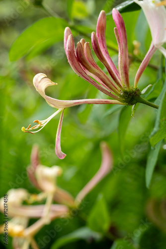 Gartengeißblatt, Echtes Geißblatt, Wohlriechendes Geißblatt, Jelängerjelieber, Lonicera caprifolium photo