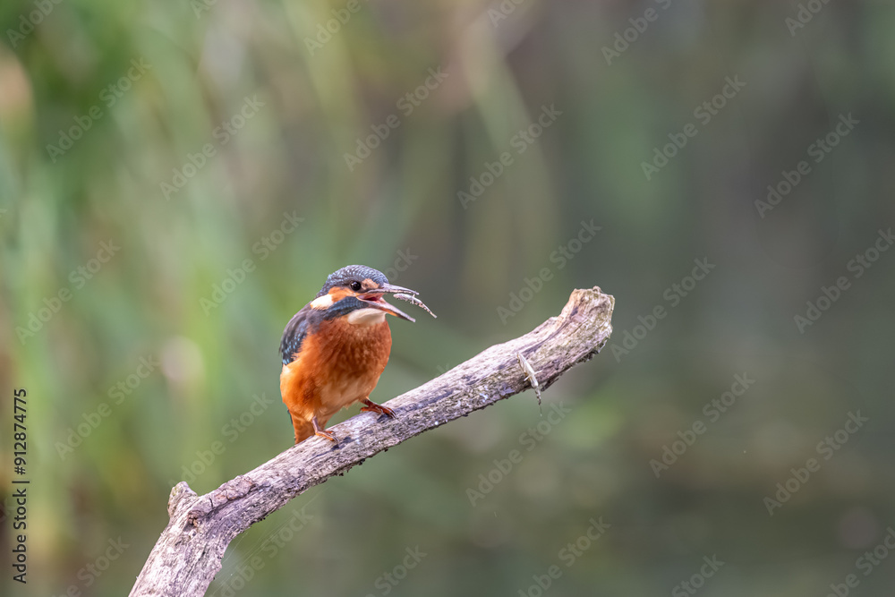Eisvogel auf der Jagd nach Fischen