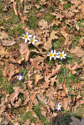 Springtime Blooms Vibrantly Among the Fallen Leaves in Natures Beautiful Canvas