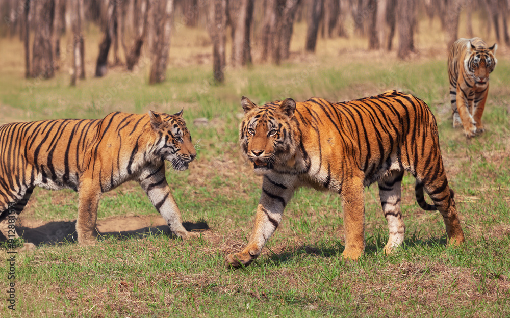 Royal Bengal tigers at the forest reserves of Bannerghatta in the state of Karnataka, India. Royal Bengal tigers at the forest reserves of Bannerghatta in the state of Karnataka, India.