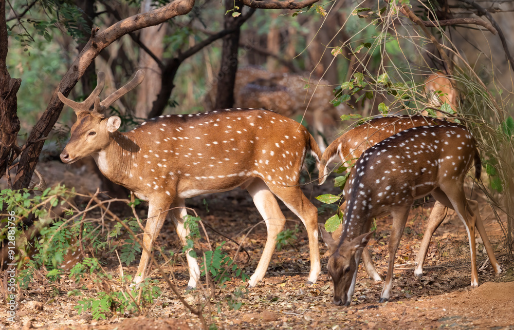Indian Axis deer grazing in the forest of Bannerghatta, in the state of Karnataka, India. Indian Axis deer grazing in the forest of Bannerghatta, in the state of Karnataka, India.