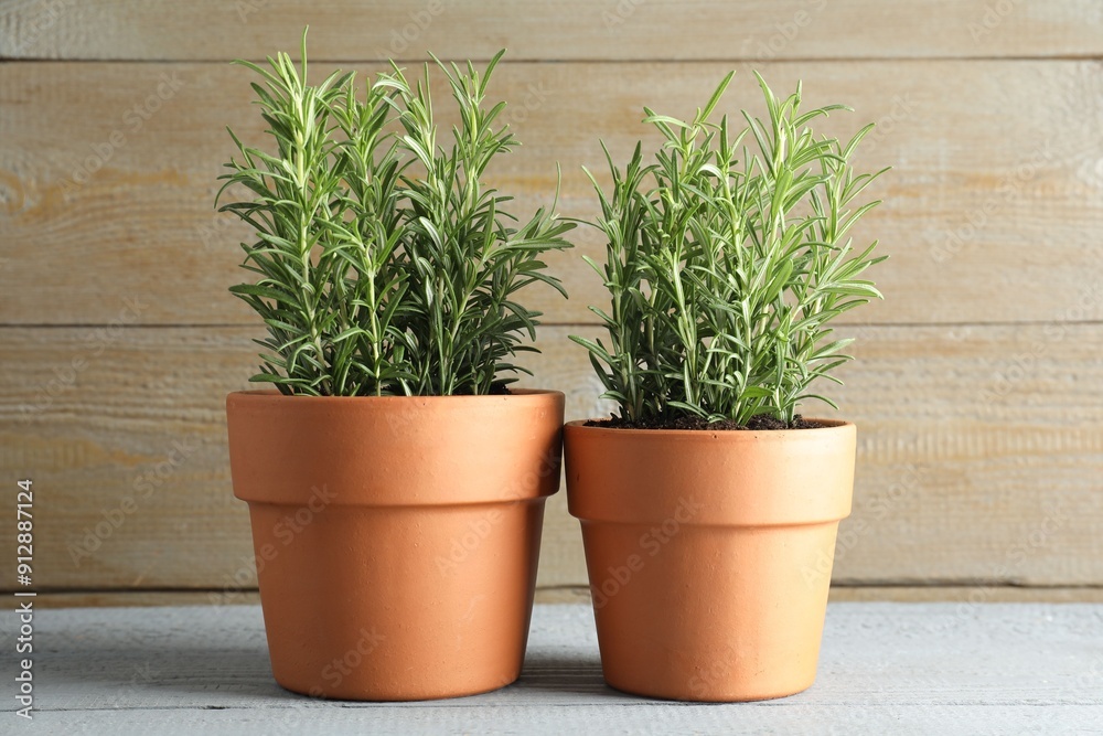 Rosemary plants growing in pots on grey wooden table. Aromatic herb Rosemary plants growing in pots on grey wooden table. Aromatic herb
