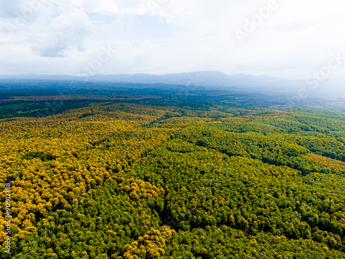 Bosque de tecas en Darien photo