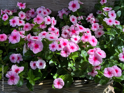 Catharanthus roseus Periwinkle, Madagascar Periwinkle, Vinca pink ornamental flowers  photo