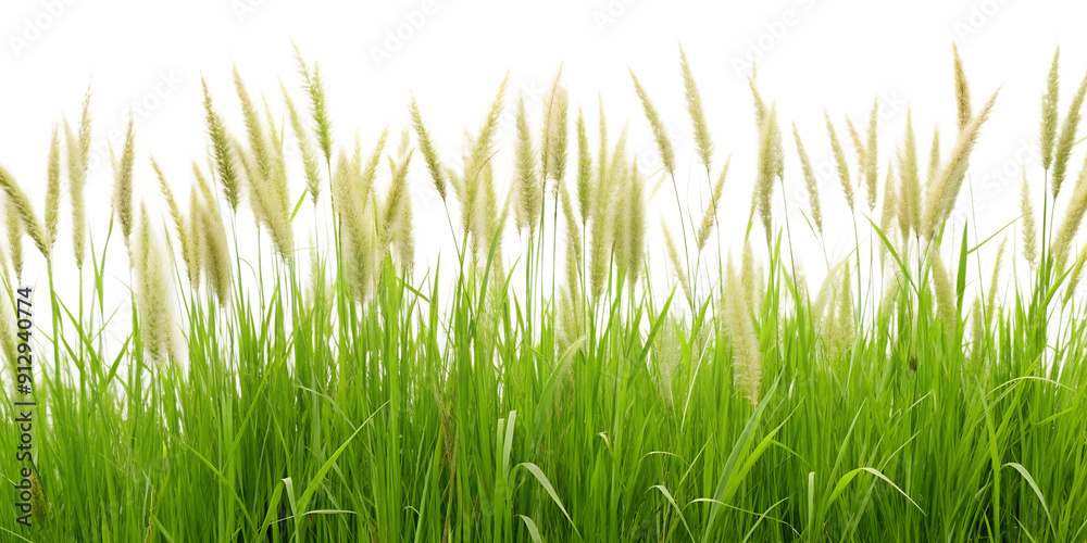 Fototapeta premium Fresh Meadow Grass on Transparent Background