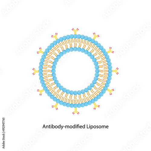 Antibody-modified liposomes, with antibody, hydrophilic head and hydrophobic tail. Phospholipids, Drug encapsulation. Vector illustration.