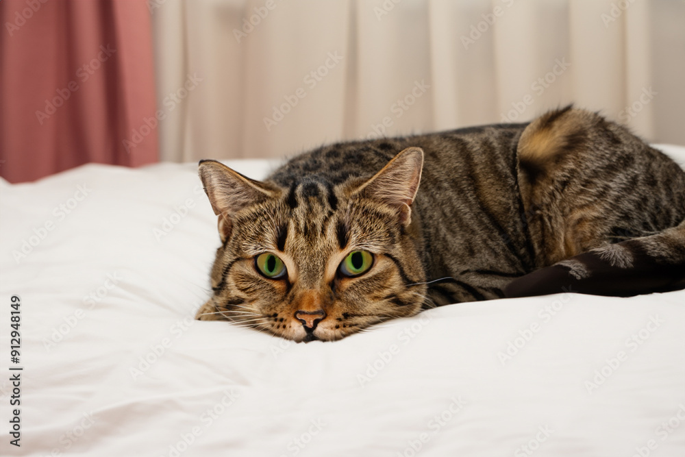 Cat sitting on bed. cute home blanket concept. cat lies on bed in a bedroom. a cat lies on a bed in a lifestyle bedroom.