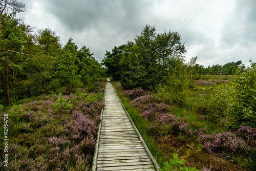 Ein herrliche Wanderung durch die einzigartige und farbenfrohe Landschaft der Osterheide - Bispingen - Niedersachsen - Deutschland photo