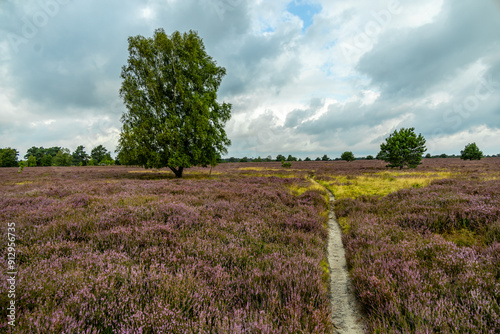 Ein herrliche Wanderung durch die einzigartige und farbenfrohe Landschaft der Osterheide - Bispingen - Niedersachsen - Deutschland photo