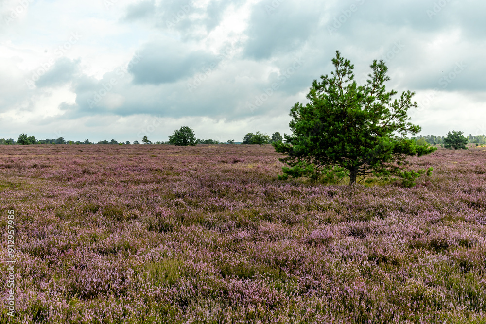 Ein herrliche Wanderung durch die einzigartige und farbenfrohe Landschaft der Osterheide - Bispingen - Niedersachsen - Deutschland Ein herrliche Wanderung durch die einzigartige und farbenfrohe Landschaft der Osterheide - Bispingen - Niedersachsen - Deutschland