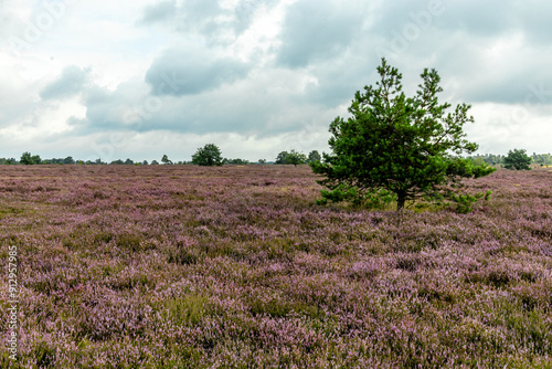 Ein herrliche Wanderung durch die einzigartige und farbenfrohe Landschaft der Osterheide - Bispingen - Niedersachsen - Deutschland photo