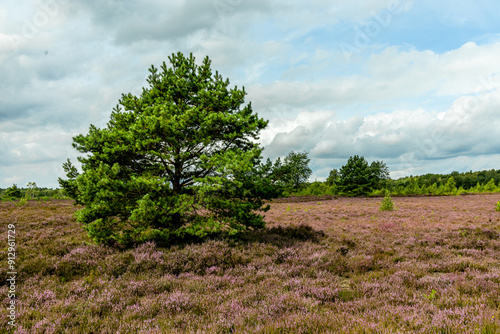 Ein herrliche Wanderung durch die einzigartige und farbenfrohe Landschaft der Osterheide - Bispingen - Niedersachsen - Deutschland photo