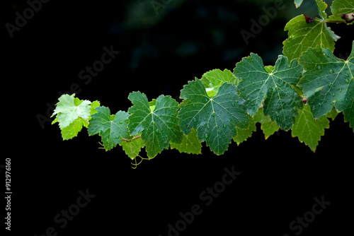 Bouquet of leaves of a grape plant