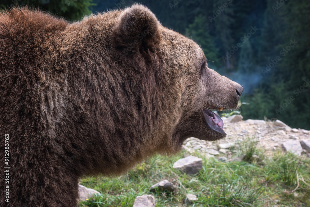 Large Brown bear (ursus arctos) on the forest background, animal in the wild. National Nature Park Synevyr, Carpathian mountains, Brown bears rehabilitation center, Transcarpathian region, Ukraine Large Brown bear (ursus arctos) on the forest background, animal in the wild. National Nature Park Synevyr, Carpathian mountains, Brown bears rehabilitation center, Transcarpathian region, Ukraine
