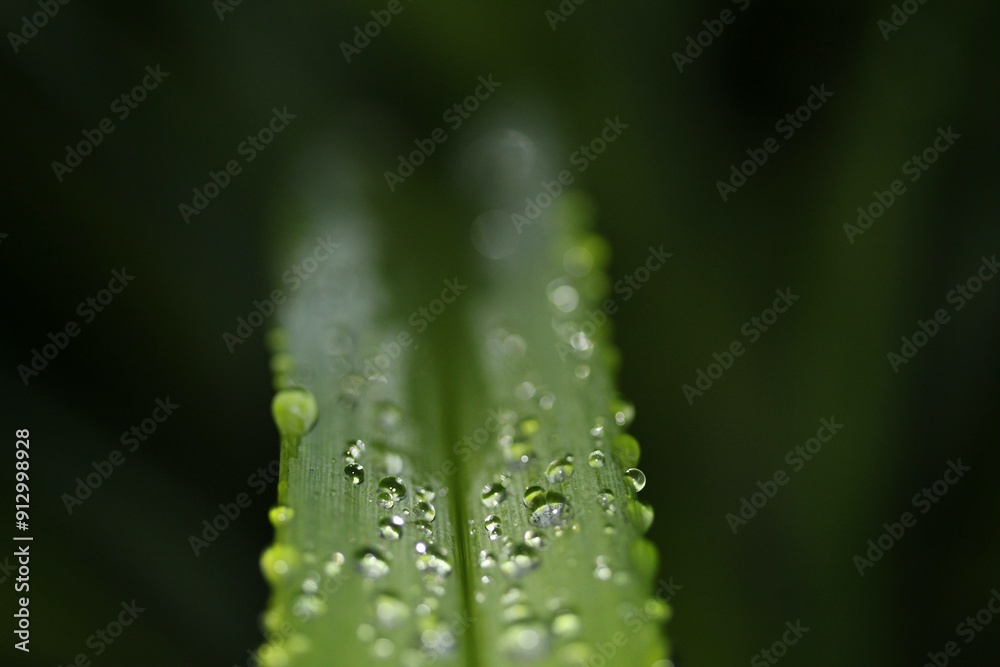 Beautiful close-up photo of raindrops on a dark green isolated leaf. Beautiful close-up photo of raindrops on a dark green isolated leaf.