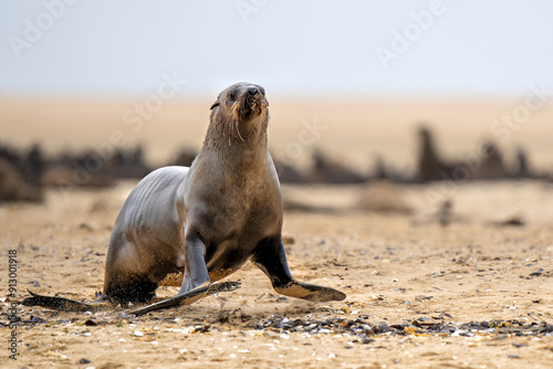 Cape Fur Seal (Arctocephalus pusillus) hanging around on the beach  at pelican point near Walvis Bay in Namibia photo