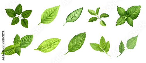 set of green leaves isolated png transparent  background